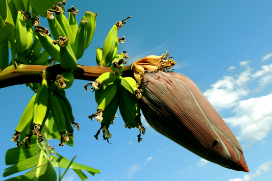 Derma Organics Blog The Health Benefits of Plantain Peel